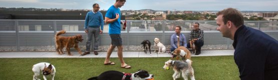 Los Milenials están comprando hogares debido a sus perros - no a sus niños o al matrimonio