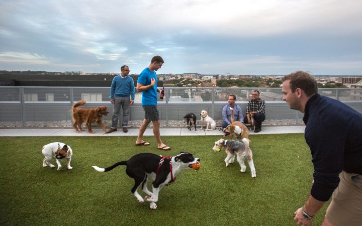 Los Milenials están comprando hogares debido a sus perros - no a sus niños o al matrimonio